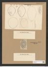 Surirella sp. (de-Toni-Nr.: Genus 53, Species 2271 ?) Zeichnungen Sammlung Grunow Nr. 4821 (NHMW-BOT-W0372977)